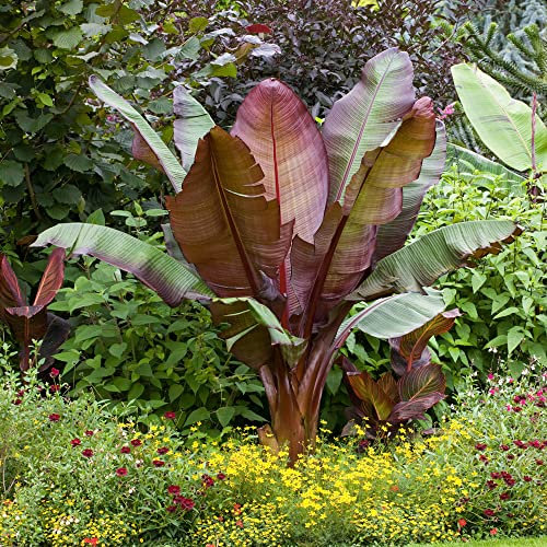 YouGarden Red Abysinnian Banana Plant, Ensete Maurelii, Established Plant in 9cm Pot, Each Supplied Approximately 30-40cm Tall, Garden Ready