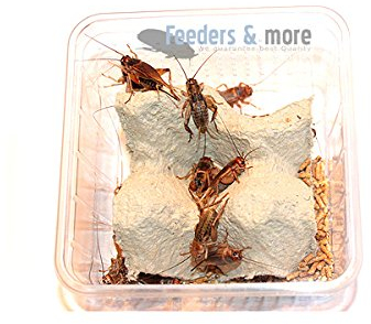 1 Dose mittlere Mittelmeergrillen Zweifleckgrillen, Futterinsekten Futtertiere