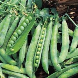 Just Seed Pea - Greenshaft - 250 Seeds
