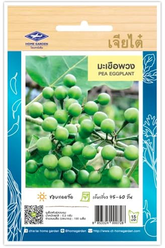 Aubergine Thaï petit pois, PEA Eggplant, Graines de légumes – Sachet de 150 Graines, Aubergines petit pois Thaïlandais CHIA TAI
