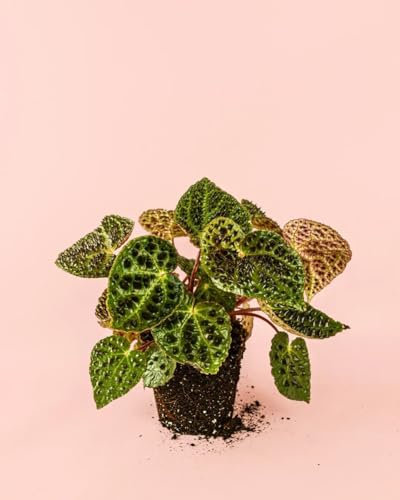 Begonia Ferox | Plantas Naturales Interior | Pur Plant