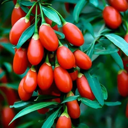 Lot de 50 Graines de Baie de Goji - Lycium Barbarum - Fruits Comestibles - Fruit Jardin - 249
