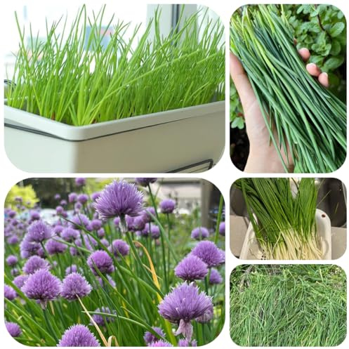 semillas de cebollino perenne resistente, tradicionales cebollinos, jardín el balcón 300pcs