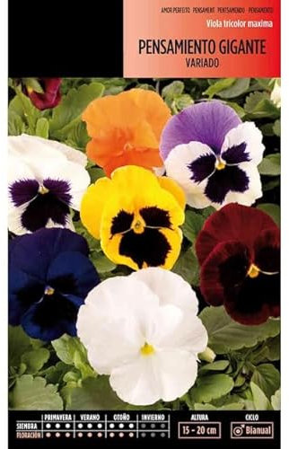 Semillas Planta Pensamiento - Semillas Flor Pensamiento Gigante - Fáciles de Cultivar