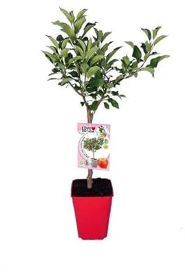 Cultiva Manzanas Frescas con un Árbol Frutal de Manzano en tu Jardín