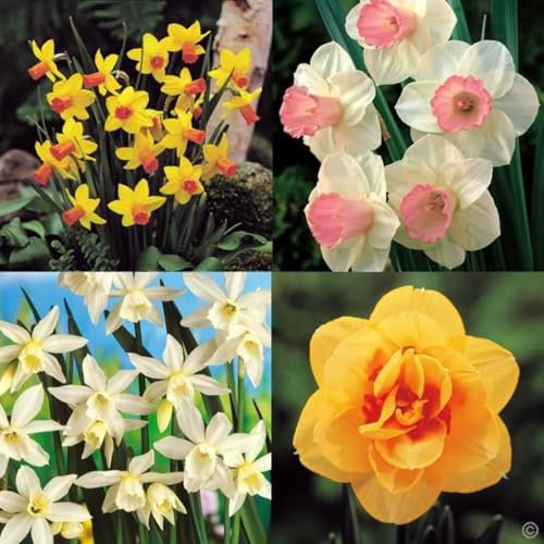 Narcissus Bulbs for Planting Now UK,Strong Plants That Grow Well,Flowering Rhizome,Greening Flower,Daffodil Bulbs,Excellent Display Indoor Perennial,Balcony Garden Bulbs.-4Bulbs-E
