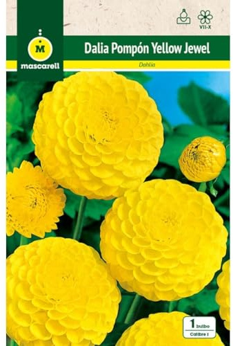 Mascarell Semillas, DALIA POM POM YELLOW JEWEL, Semillas Bulbosas, Bulbos de Flores Primavera Fácil de Cultivar, Bolsa 1 Bulbo
