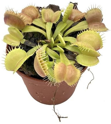 Dionea Atrapamoscas Planta Carnívora Venus Exterior e Interior