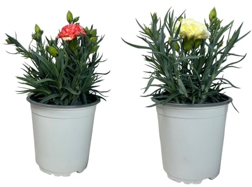 MUNTRADE Clavel Carnelia Planta Natural de Exterior Pack Blanco + Rosado - 2 Macetas de 12 cm - Claveles en macetas para Jardín