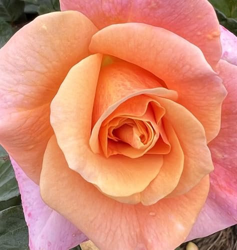 ‘Alison’ – Apricot Peach Floribunda Rose - 4L Potted - Lovely Gift idea