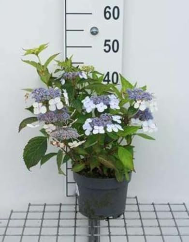 Hydrangea serr. 'Bluebird' - Hortensia 'Bonnet De Dentelee' 25-30 cm en pot