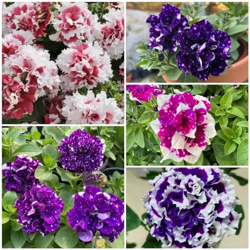 250 pcs petunien samen hängend, winterharte blumen, garden petuniensamen, Petunie Petunia hybrida, blumensamen mehrjährig winterhart, seeds blumensamen bienenwiese, mini gewächshaus