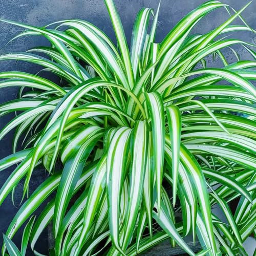 10 pcs grünlilie kaufen samen - Chlorophytum comosum - blumenwiese, topfpflanzen echt grünlilie hängend balkon pflanze, pflanzen samen outdoor pflanzen, exotische pflanzen winterhart