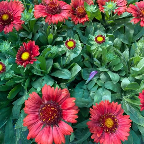 200 pcs Gaillardia Samen, Gaillardia Pulchella, schmetterlingswiese plant Kokardenblumen Gaillardia, garten pflanzen blumendeko bio saatgut blumenwiese wiesenblumen samen gartensamen