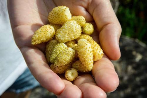 Graines Fraisier à fraises jaunes - Yellow Wonder - Sachet d'environ 200 graines - Graines de style - Entreprise française