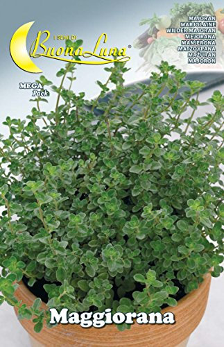 SEMI ORTO MAGGIORANA PZ - 10