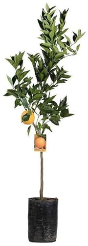 NARANJO Natural Árbol Frutal de Fácil Mantenimiento para Exteriores