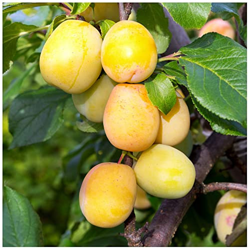 Golden Gage 'Oullins' Plum Tree 4-5ft.Self-Fertile with Sweet Honey Flavour 3fatpigs®
