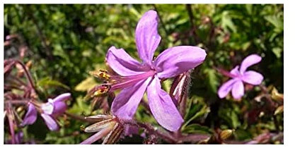 Seeds Plants Shop ID1360 Lot de 10 graines de géranium reuteri (géranium canariense)