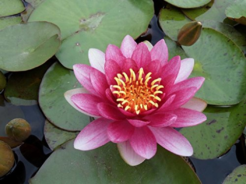 WASSERPFLANZEN WOLFF - Nymphaea 'Attraction' fertig im PFLANZKORB - Seerose, rot - winterhart - QUALITÄTSSTAUDE