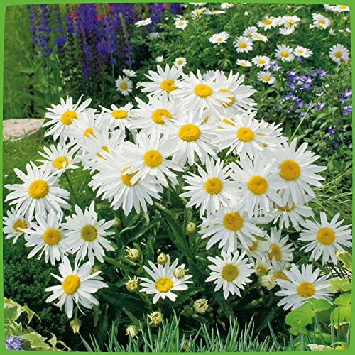 Margerite 'Silberprinzesschen' (Leucanthemum x superbum) - 1 Pflanze