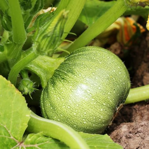 PREMIER SEEDS DIRECT - COURGETTE Seeds - Ronde DE Nice - 15 Seeds (Organic)