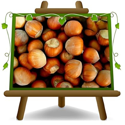 EURO PLANTS VIVAI Nocciolo Mortarella - Pianta da Frutto Antico su Vaso da 26 cm. - *Altezza: 180-200 cm.- Età 4 anni