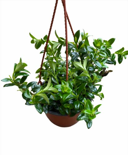 JMBamboo Goldfish Plant 6 Hanging Pot -Profuse Bloomer Plant