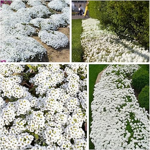 30000+ Stück Weißer Thymian, Aromatische Staude für Bodendecker, Gartenränder und Blumenbeete