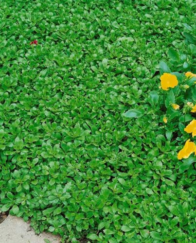 Sedum hybridum 'Immergrünchen' 9x9 cm Topf – Winterhart, Mehrjährig, Pflegeleicht – Fetthenne – Bodendecker für Steingarten & Beet