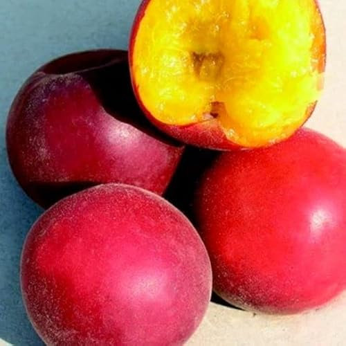 Biricoccolo - Susincocco albero da frutto intermedio tra susino ed albicocco