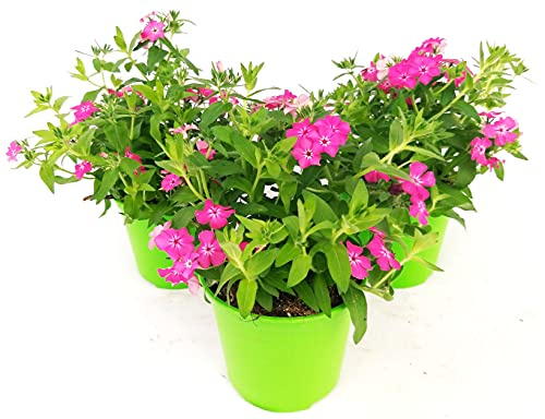 POWERS TO FLOWERS - PHLOX RIFIORENTE TAPEZZANTE ROSA, VASO 13CM, 3 PIANTE, piante vere