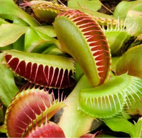 Venus Fly Trap- Set of Two- Dionaea Muscipula Plant (not Seed) in 9cm Pot Carnivorous Plant