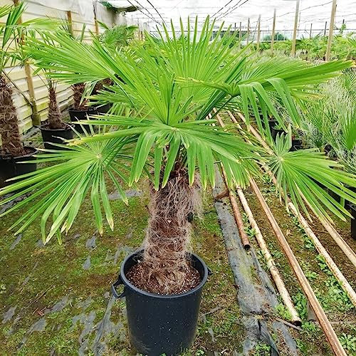 Palma cinese di Chusan Trachycarpus fortunei pianta in mastello ø40 cm h 80/100 cm Vivaio di Castelletto