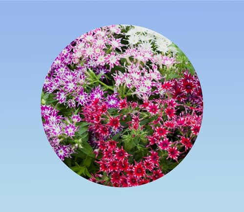 100 graines phlox twinkles - fleurs étoilées - Drummond de phlox Twinkle étoiles - graines Phlox Drummonda