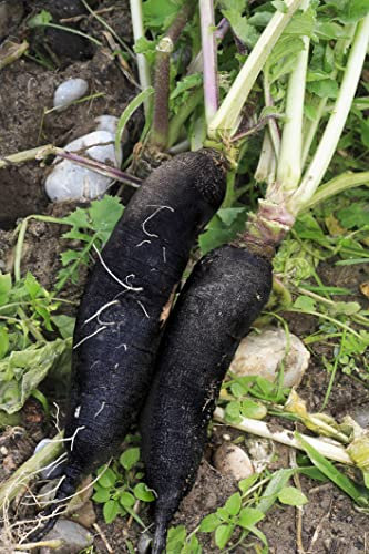 Lot de 500 Graines de Radis Rave Noir Gros Long D'Hiver - longue racine - chair blanche et ferme - Bonne conservation hivernale - pour cultures d'été et d'automne au jardin - semences reproductibles