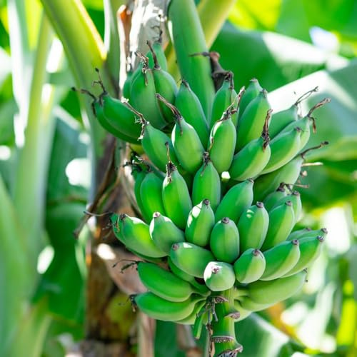 semi di banana, banano resistente di banano resistente, Le da giardino sono resistenti semi di antiche varietà 40pcs