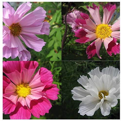 PREMIER SEEDS DIRECT - Cosmos - BIPINNATUS - SEA Shells Mix - 500 Flower Seeds