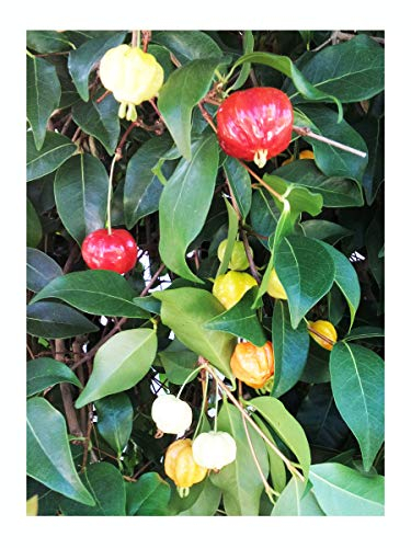 Suriname Cherry, Eugenia uniflora, Beautifully Sweet Fruits, Pot or Patio Plant, Rarely Offered, Great for UK Climate, 6-8cm Seedling in a 7cm Pot