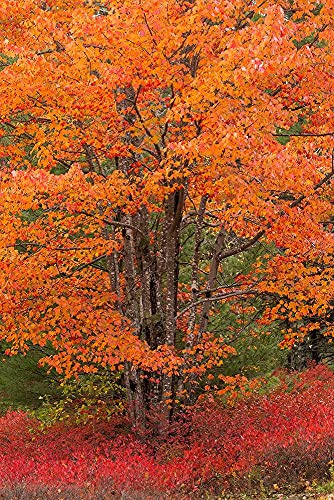 ArtExpert Maine Autumn tree with Red blueberry bushes in Acadia National Park by Joanne Wells - 16x24 Art Print Poster