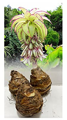 GARTHWAITE NURSERIES® : - UK Stockist : - 5 Eucomis Bicolor (Pineapple Lily) Bulbs Size 14/16 Fragrant Tropical Summer Flowering Perennial Unusual