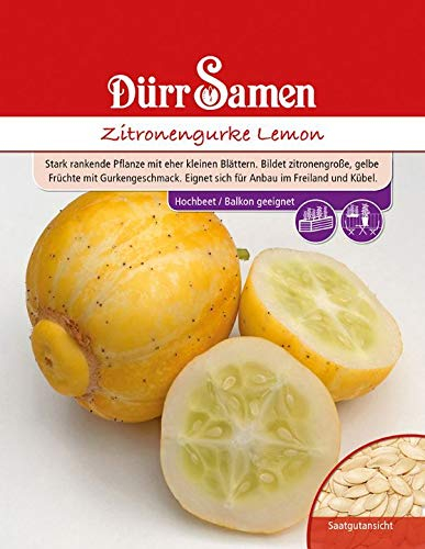 Zitronengurke Lemon, eine stark rankende Pflanze, bildet zitronengroße gelbe Früchte mit Gurkengeschmack