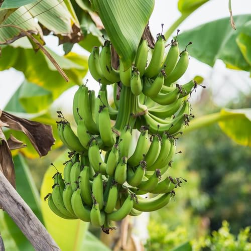 semillas de plátano, resistentes Árbol de plátano invernaderos balcón jardineros semillas 30pcs