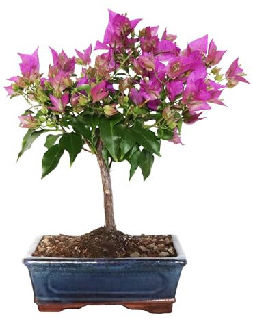 KENTIS - Bonsai Bougainvillea Glabra Sanderiana - Bouganville Piante Vere da Esterno Fiorite - Giardino Balcone Terrazzo - H 30/40 cm Vaso 18,5 cm