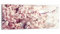 DEQORI Glasbild Acrylglas | Motiv Kirschblütenzweige | horizontal einteilig 125x50 cm | schöne Dekoration | Wandbild für Wohnzimmer, Schlafzimmer, Flur & Küche | moderne Wanddeko