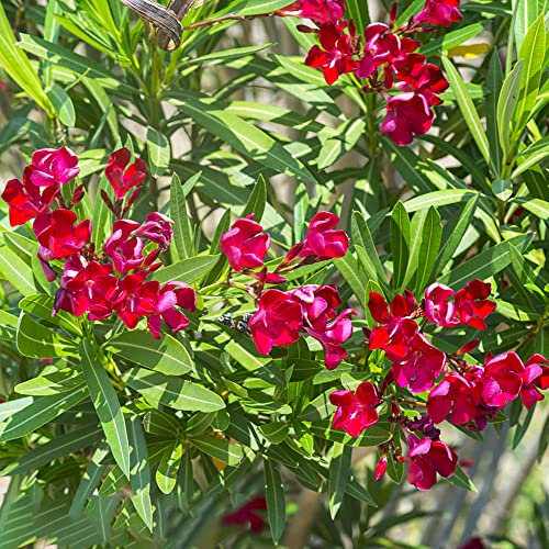 Oleander Winterhart/Oleander Pflanze Blumensamen Nachhaltige Geschenke Bonsai Samen Oleander Balkonpflanzen FrüHlingsblumen Geschenk Garten Balkon Blumen-15stüCk(Rot)