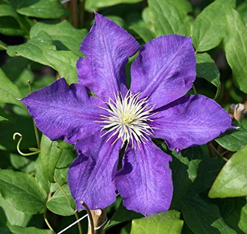 Seeds SEMI DI GERMINAZIONE: Lady Betty Balfour Clematis-Rebe - Topf - Magestic - 2,5 potseeds