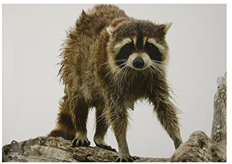 10x Stronghold Tierauflage - Nasser Waschbär - 30 x 42 cm - wasserabweisend/reißfest Scheibenauflage für Pfeil und Bogen