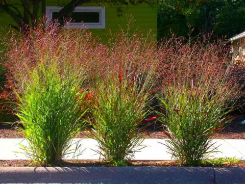 1 x Panicum virgatum 'Squaw' im Topf (Ziergras Gräser Winterhart Mehrjährig/Staude) Feuerrote Rutenhirse - Ziergras mit leuchtendem Farbenspiel (1)