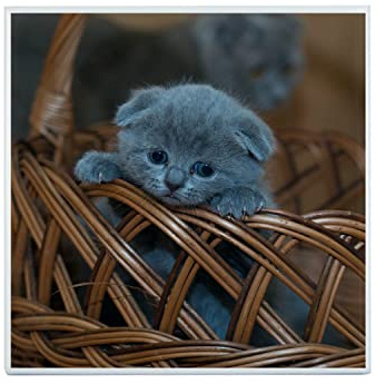 Fabulous Piastrella in ceramica decorativa 20 x 20 cm - Gattino Chartreux Grigio Carino vuole uscire dal cesto di vimini Animali